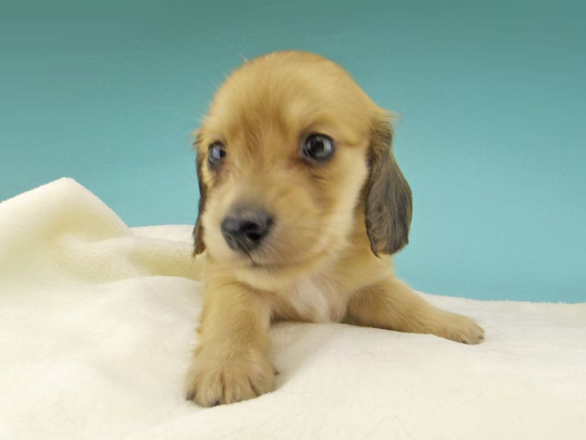 カニンヘン ダックスフンド シャーロットcs & たけるの子犬 イエロー（クリーム） 女の子（2）