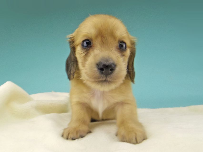 カニンヘン ダックスフンド シャーロットcs & たけるの子犬 イエロー（クリーム） 女の子（2）