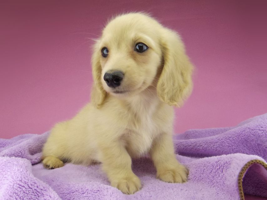 カニンヘン ダックスフンド コリン & スカッシュの子犬 イエロー(クリーム) 男の子_IGP6796 カニンヘン ダックスフンド コリン & スカッシュの子犬 イエロー(クリーム) 男の子