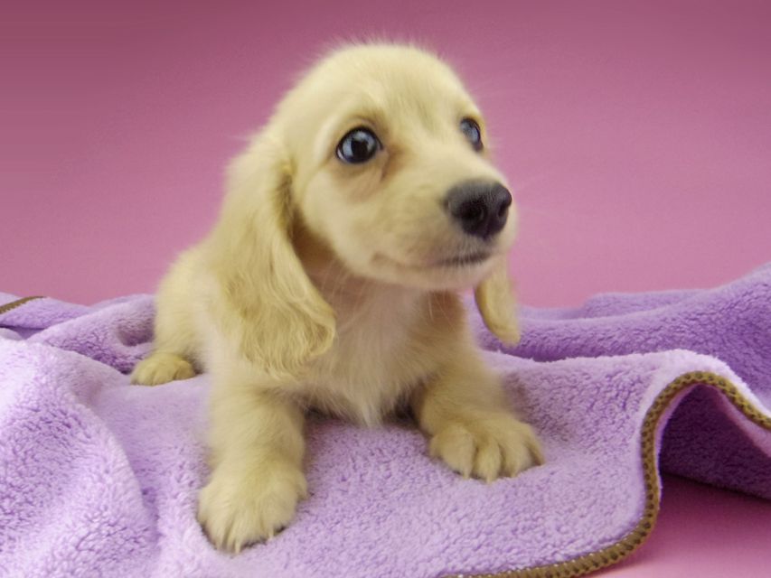 カニンヘン ダックスフンド コリン & スカッシュの子犬 イエロー(クリーム) 男の子_IGP6797 カニンヘン ダックスフンド コリン & スカッシュの子犬 イエロー(クリーム) 男の子