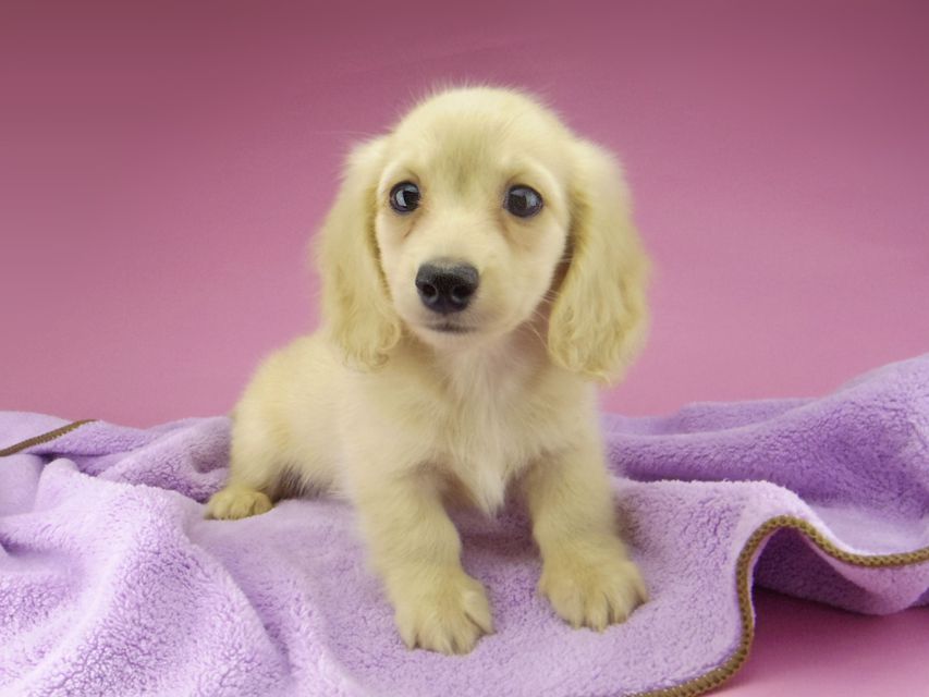 カニンヘン ダックスフンド コリン & スカッシュの子犬 イエロー(クリーム) 男の子_IGP6799 カニンヘン ダックスフンド コリン & スカッシュの子犬 イエロー(クリーム) 男の子