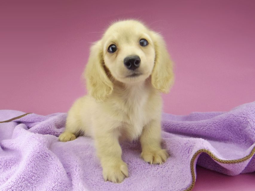 カニンヘン ダックスフンド コリン & スカッシュの子犬 イエロー(クリーム) 男の子_IGP6800 カニンヘン ダックスフンド コリン & スカッシュの子犬 イエロー(クリーム) 男の子