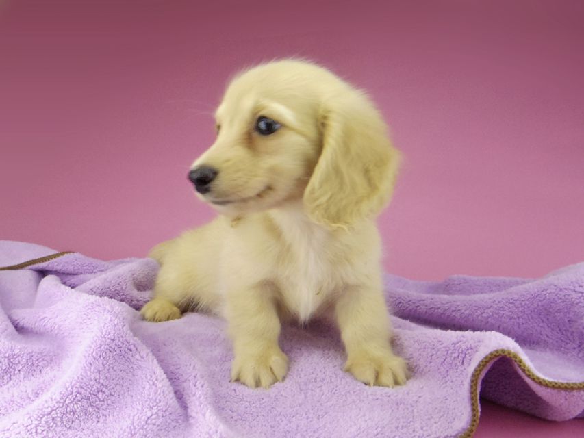 カニンヘン ダックスフンド コリン & スカッシュの子犬 イエロー(クリーム) 男の子_IGP6801 カニンヘン ダックスフンド コリン & スカッシュの子犬 イエロー(クリーム) 男の子