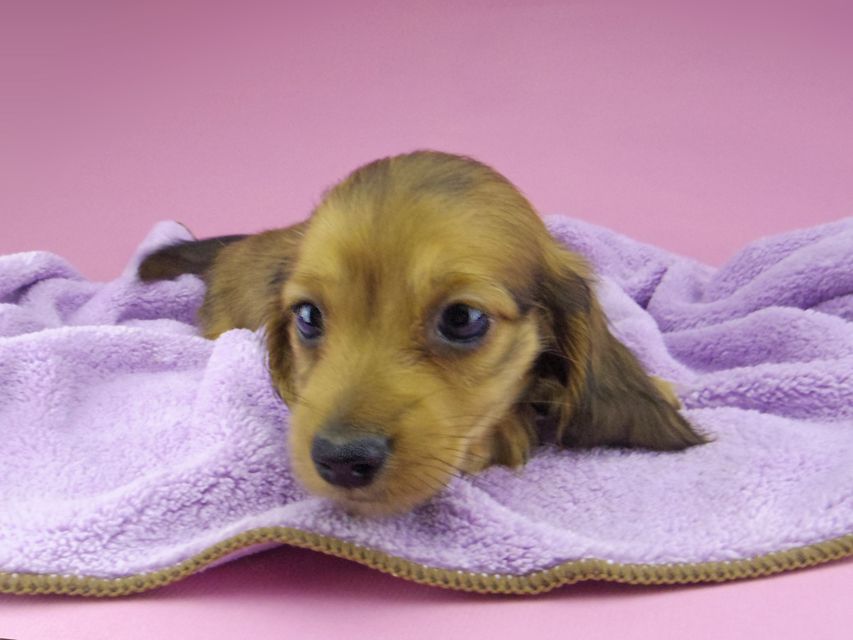 カニンヘン ダックスフンド アンナ & 竹千代の子犬 レッド 男の子_IGP6817 カニンヘン ダックスフンド アンナ & 竹千代の子犬 レッド 男の子