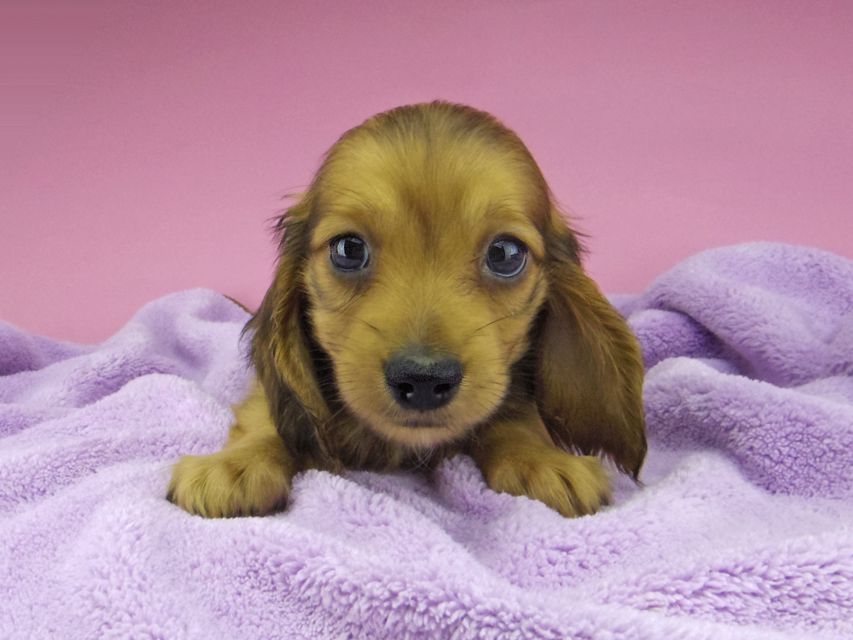 カニンヘン ダックスフンド アンナ & 竹千代の子犬 レッド 男の子_IGP6819 カニンヘン ダックスフンド アンナ & 竹千代の子犬 レッド 男の子