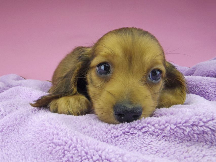 カニンヘン ダックスフンド アンナ & 竹千代の子犬 レッド 男の子_IGP6826 カニンヘン ダックスフンド アンナ & 竹千代の子犬 レッド 男の子