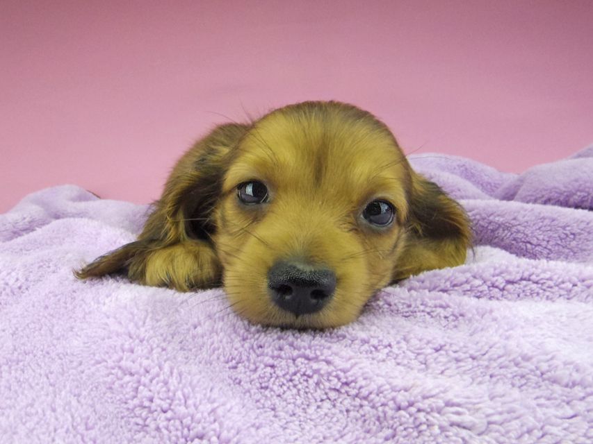 カニンヘン ダックスフンド アンナ & 竹千代の子犬 レッド 男の子_IGP6827 カニンヘン ダックスフンド アンナ & 竹千代の子犬 レッド 男の子