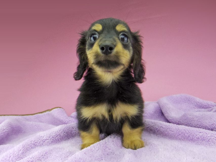 カニンヘン ダックスフンド シール & ブルースの子犬 ブラックタン 男の子