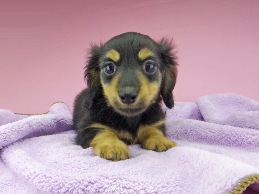 カニンヘン ダックスフンド シール & ブルースの子犬 ブラックタン 男の子