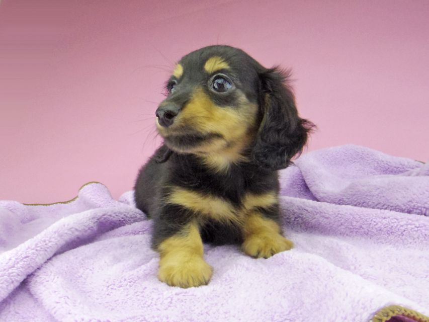 カニンヘン ダックスフンド シール & ブルースの子犬 ブラックタン 男の子