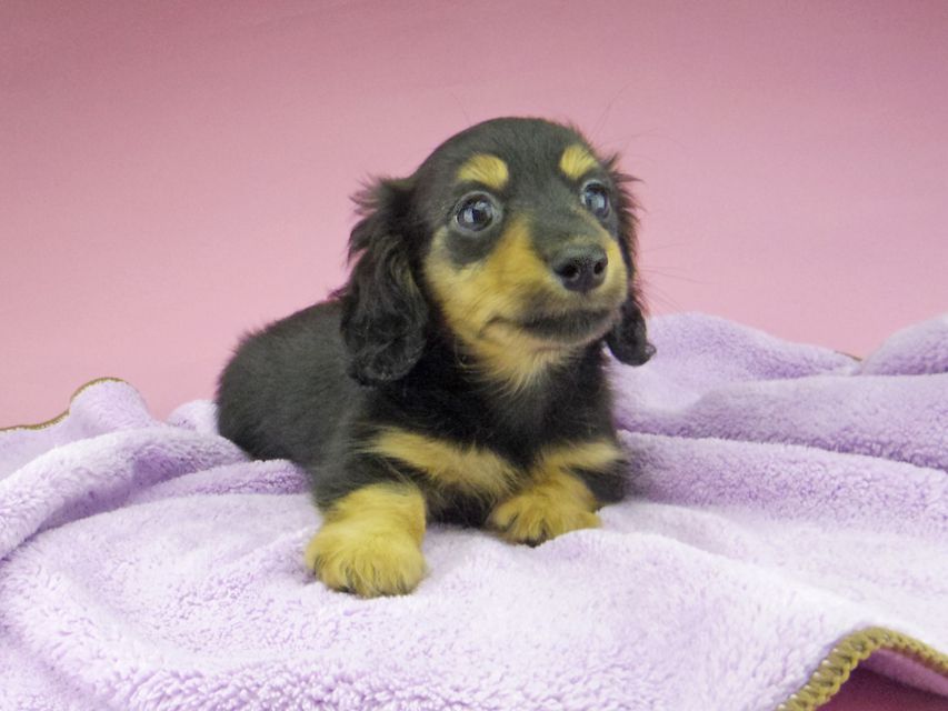 カニンヘン ダックスフンド シール & ブルースの子犬 ブラックタン 男の子