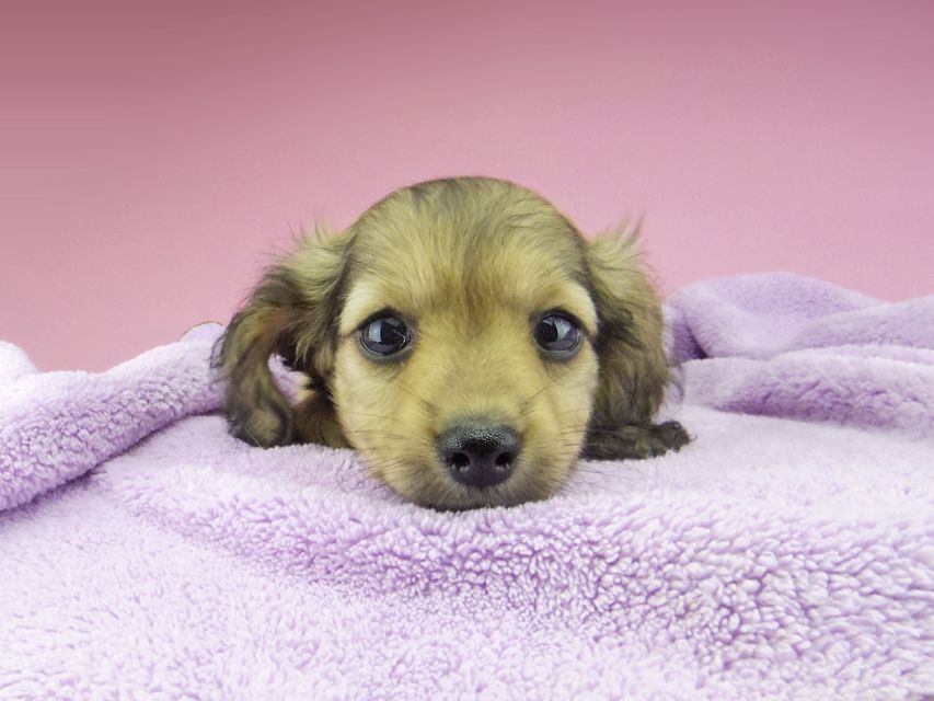 カニンヘン ダックスフンド シール & ブルースの子犬 イエロー(クリーム) 女の子(2)_IGP6885 カニンヘン ダックスフンド シール & ブルースの子犬 イエロー(クリーム) 女の子(2)