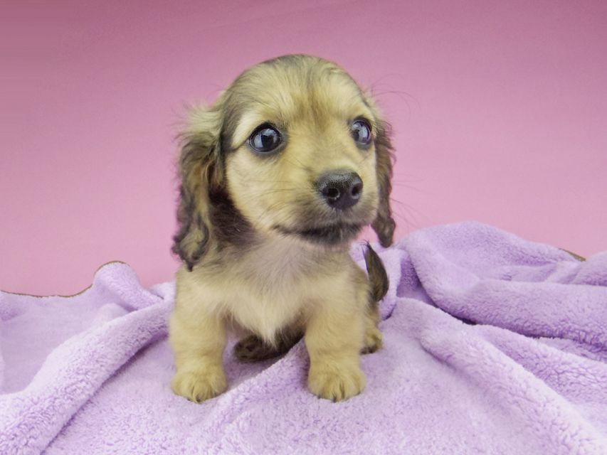 カニンヘン ダックスフンド シール & ブルースの子犬 イエロー(クリーム) 女の子(2)_IGP6895 カニンヘン ダックスフンド シール & ブルースの子犬 イエロー(クリーム) 女の子(2)