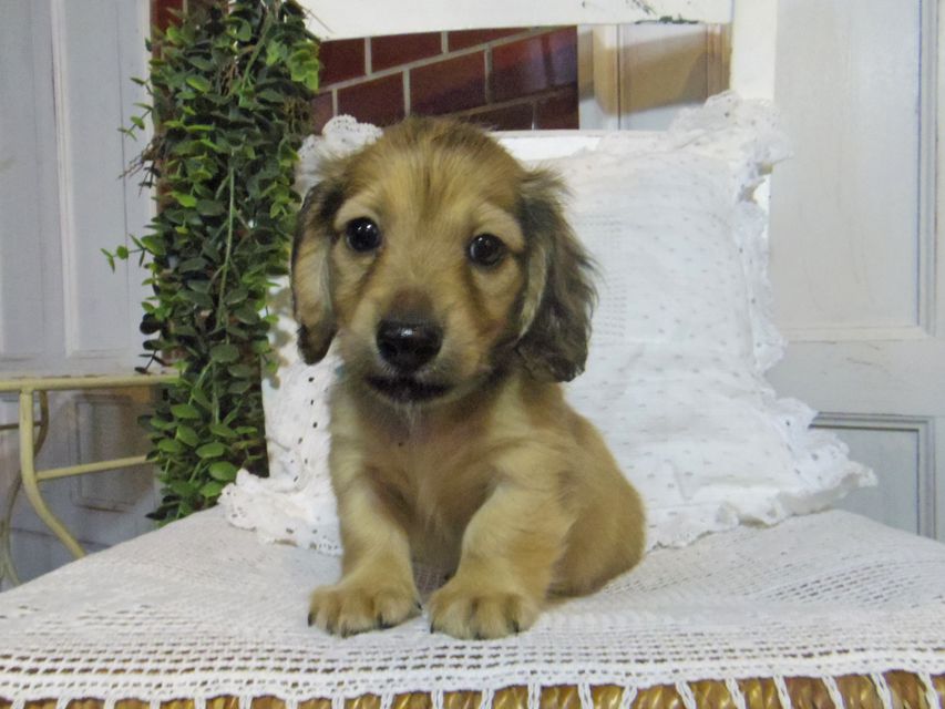 カニンヘン ダックスフンド シャーロットcs & たけるの子犬 イエロー（クリーム） 男の子