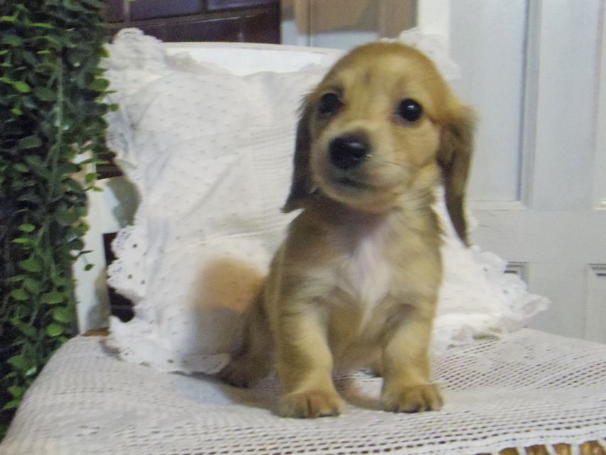 カニンヘン ダックスフンド シャーロットcs & たけるの子犬 イエロー（クリーム） 女の子（2）