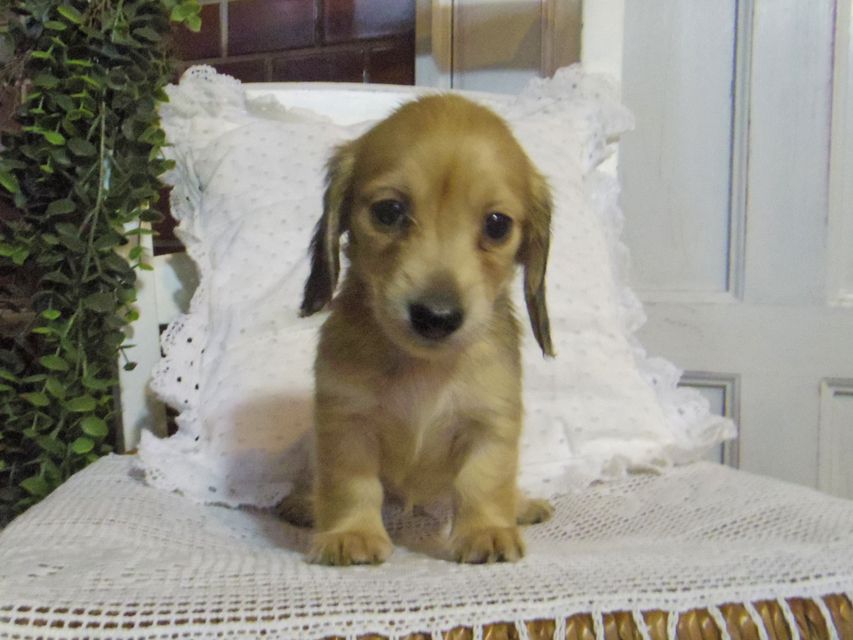 カニンヘン ダックスフンド シャーロットcs & たけるの子犬 イエロー（クリーム） 女の子（2）