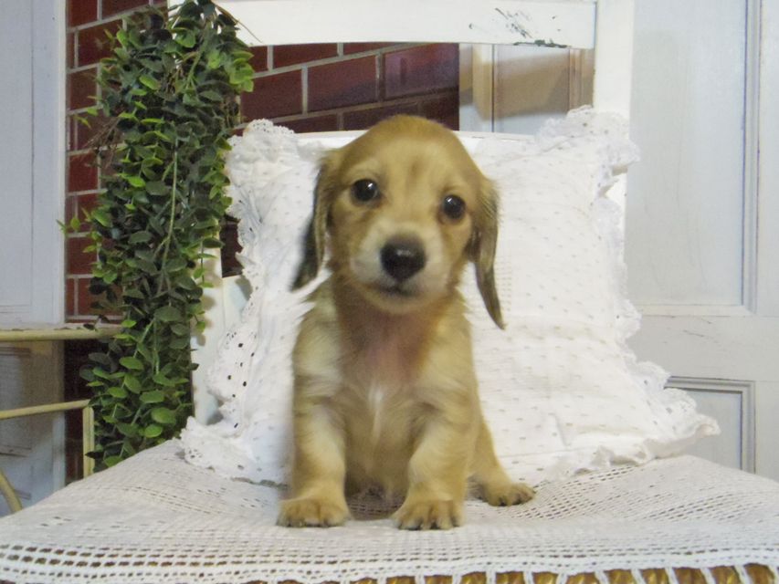 カニンヘン ダックスフンド シャーロットcs & たけるの子犬 イエロー（クリーム） 女の子（2）