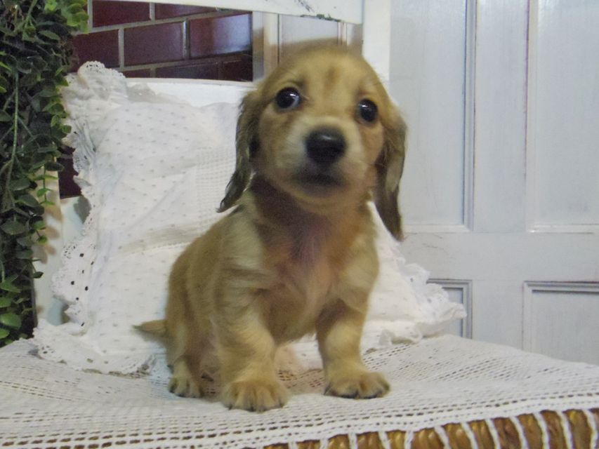 カニンヘン ダックスフンド シャーロットcs & たけるの子犬 イエロー（クリーム） 女の子（2）