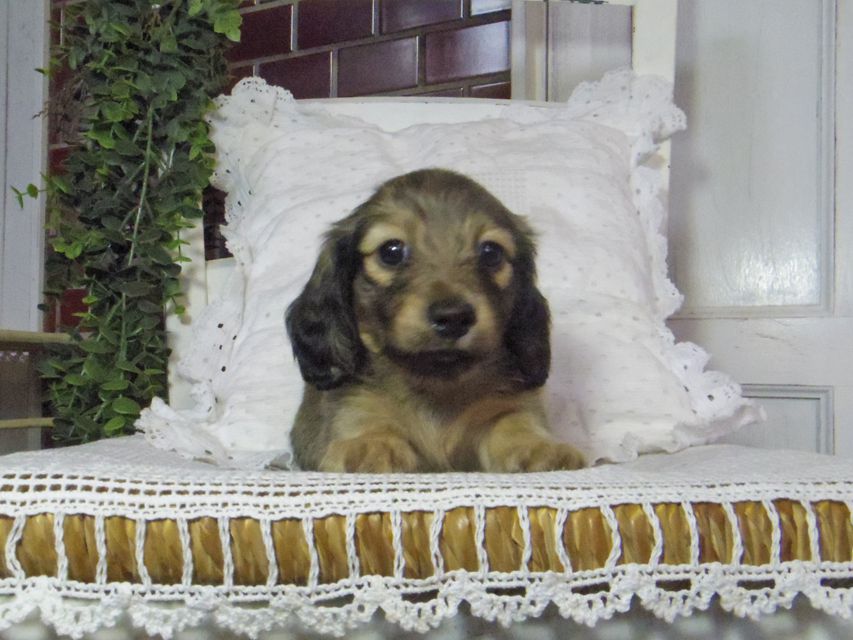 カニンヘン ダックスフンド トマトkk & 竹千代の子犬 イエロー(クリーム) 男の子_IGP6982 カニンヘン ダックスフンド トマトkk & 竹千代の子犬 イエロー(クリーム) 男の子