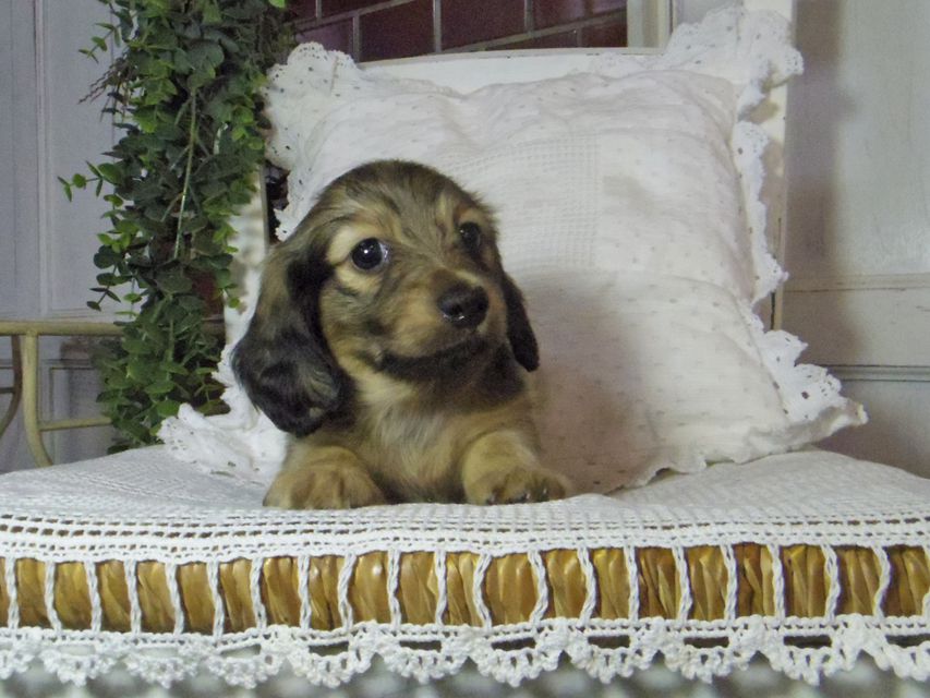 カニンヘン ダックスフンド トマトkk & 竹千代の子犬 イエロー(クリーム) 男の子_IGP6983 カニンヘン ダックスフンド トマトkk & 竹千代の子犬 イエロー(クリーム) 男の子