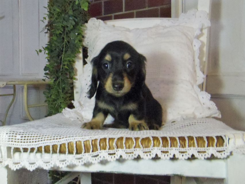 カニンヘン ダックスフンド パセリkk & ナイトの子犬 ブラックイエロー（ブラッククリーム） 女の子