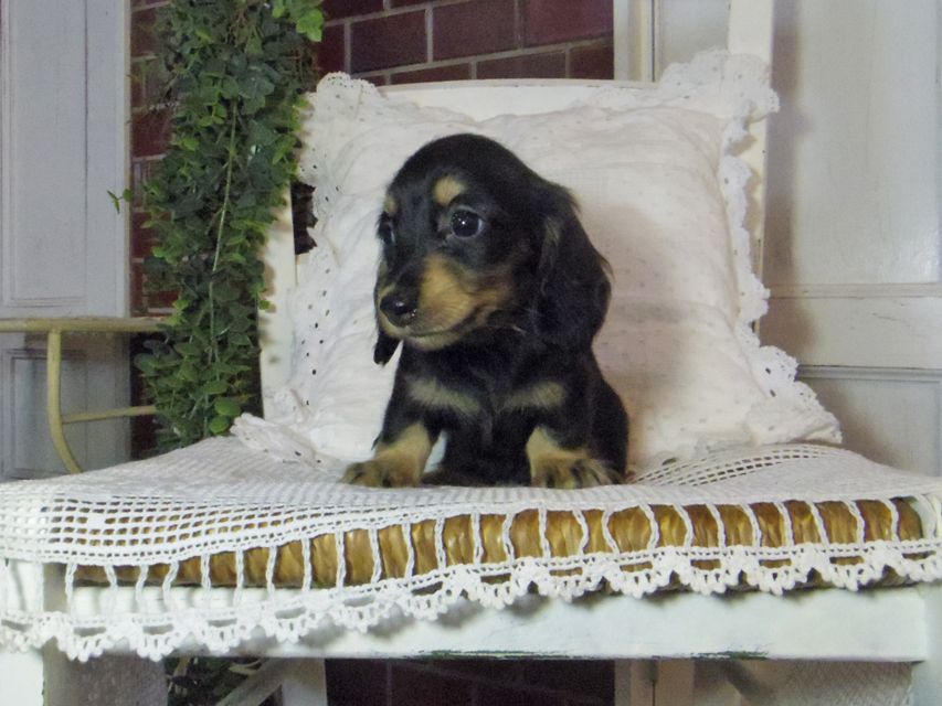 カニンヘン ダックスフンド パセリkk & ナイトの子犬 ブラックイエロー（ブラッククリーム） 女の子