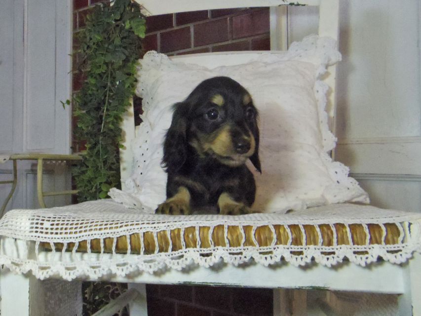 カニンヘン ダックスフンド パセリkk & ナイトの子犬 ブラックイエロー（ブラッククリーム） 女の子