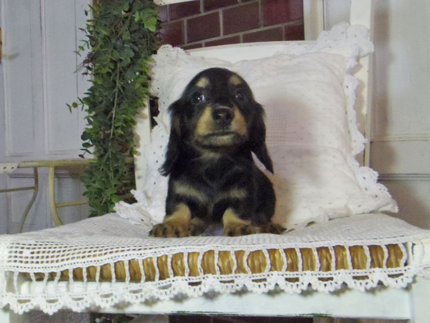 カニンヘン ダックスフンド パセリkk & ナイトの子犬 ブラックイエロー（ブラッククリーム） 女の子
