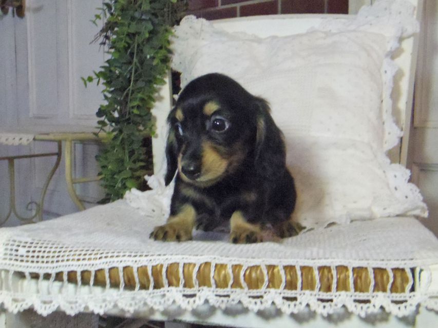 カニンヘン ダックスフンド パセリkk & ナイトの子犬 ブラックイエロー（ブラッククリーム） 女の子