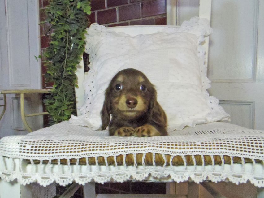 カニンヘン ダックスフンド パセリkk & ナイトの子犬 チョコイエロー（チョコクリーム） 女の子