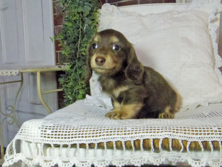 カニンヘン ダックスフンド パセリkk & ナイトの子犬 チョコイエロー（チョコクリーム） 女の子