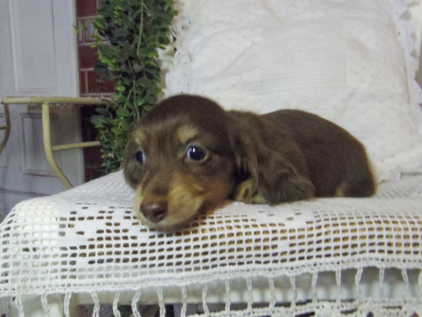 カニンヘン ダックスフンド パセリkk & ナイトの子犬 チョコイエロー（チョコクリーム） 女の子