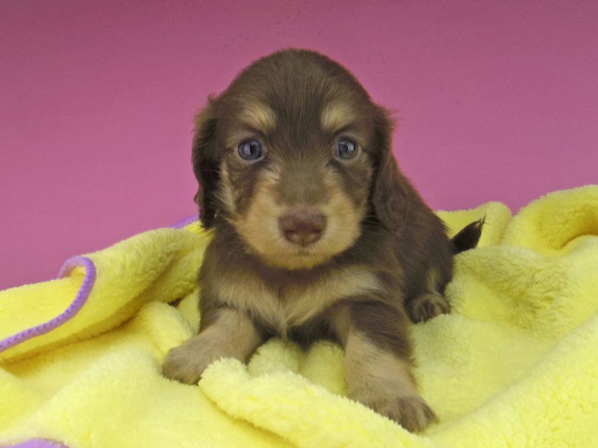 カニンヘン ダックスフンド まる & 朝日の子犬 チョコイエロー（チョコクリーム） 女の子