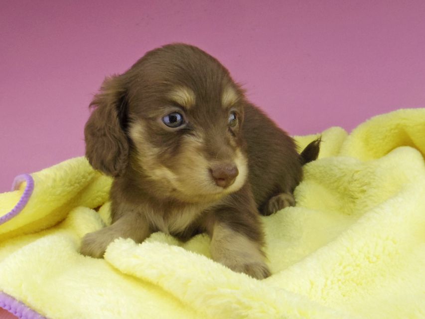 カニンヘン ダックスフンド まる & 朝日の子犬 チョコイエロー（チョコクリーム） 女の子