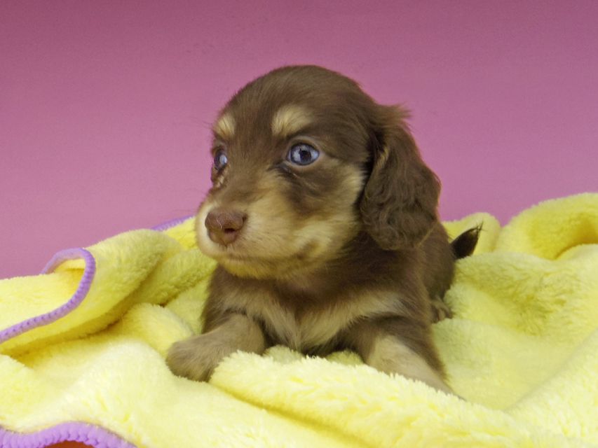カニンヘン ダックスフンド まる & 朝日の子犬 チョコイエロー（チョコクリーム） 女の子