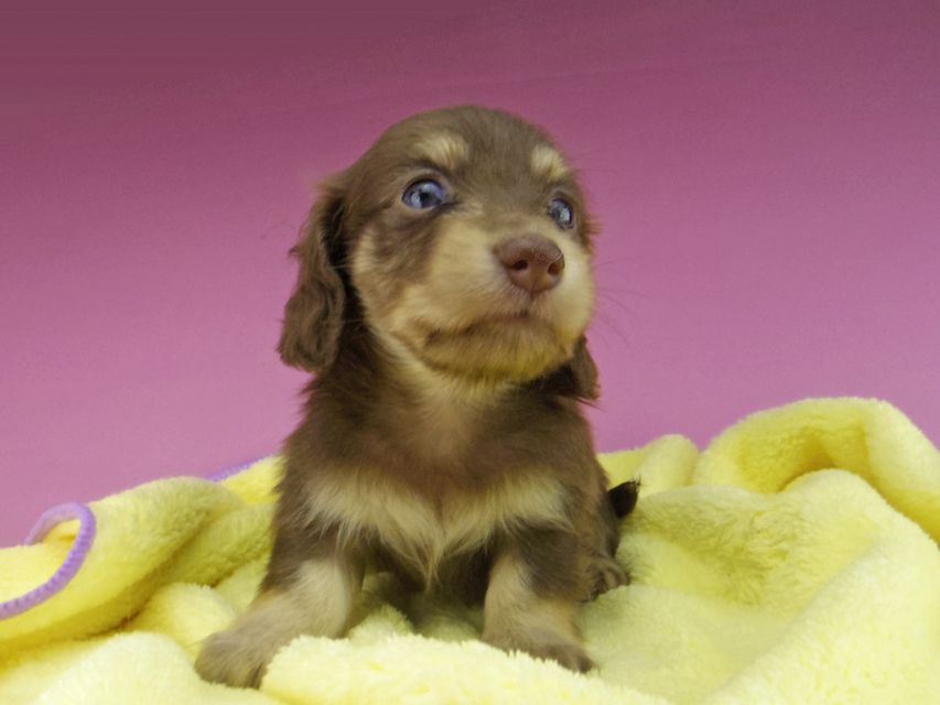 カニンヘン ダックスフンド まる & 朝日の子犬 チョコイエロー（チョコクリーム） 女の子