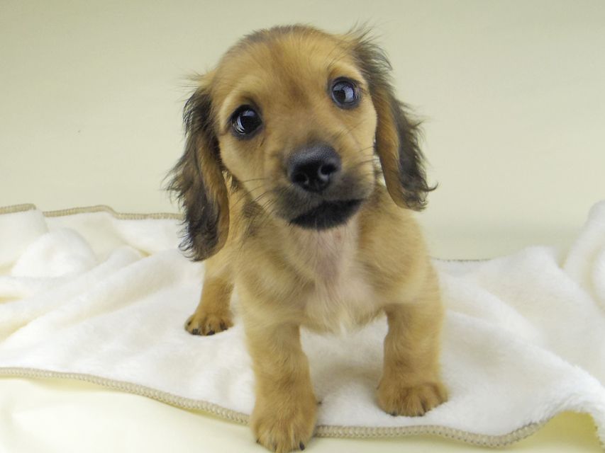 カニンヘン ダックスフンド シャーロットcs & たけるの子犬 レッド 男の子