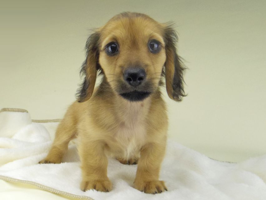 カニンヘン ダックスフンド シャーロットcs & たけるの子犬 レッド 男の子