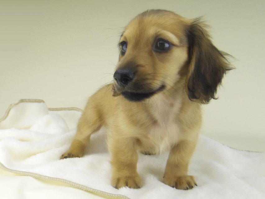 カニンヘン ダックスフンド シャーロットcs & たけるの子犬 レッド 男の子