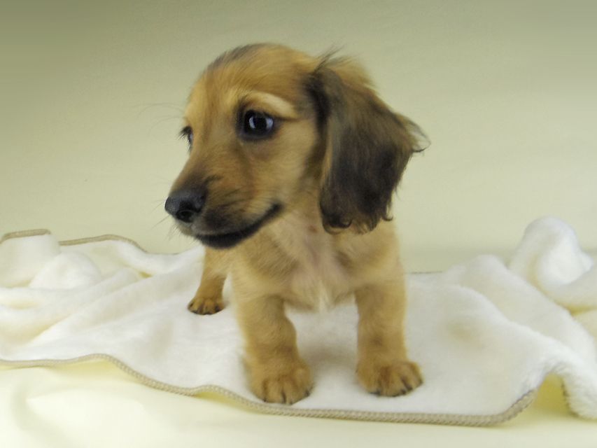 カニンヘン ダックスフンド シャーロットcs & たけるの子犬 レッド 男の子