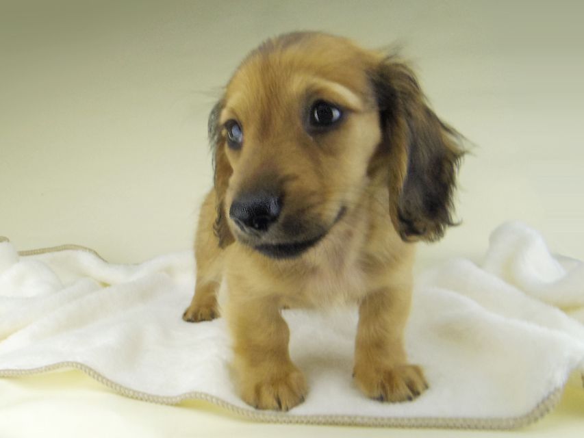 カニンヘン ダックスフンド シャーロットcs & たけるの子犬 レッド 男の子