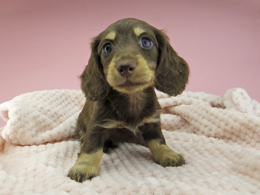 カニンヘン ダックスフンド ジャム & スルガの子犬 チョコイエロー(チョコクリーム) 男の子_IGP8289 カニンヘン ダックスフンド ジャム & スルガの子犬 チョコイエロー(チョコクリーム) 男の子