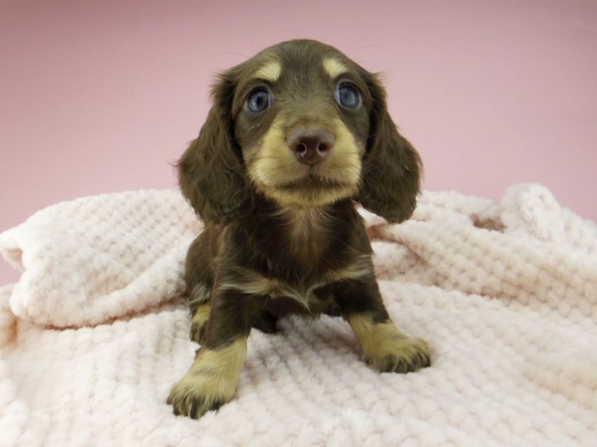 カニンヘン ダックスフンド ジャム & スルガの子犬 チョコイエロー(チョコクリーム) 男の子_IGP8290 カニンヘン ダックスフンド ジャム & スルガの子犬 チョコイエロー(チョコクリーム) 男の子