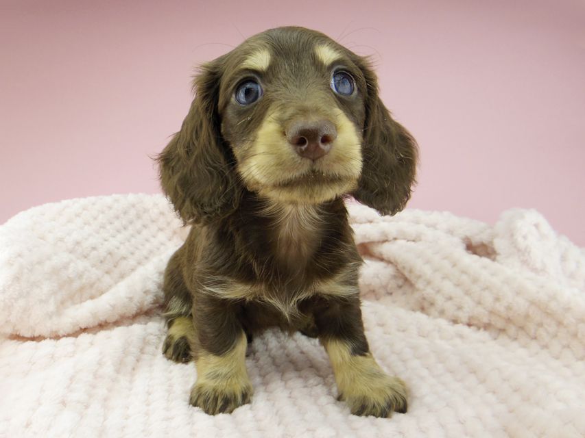 カニンヘン ダックスフンド ジャム & スルガの子犬 チョコイエロー(チョコクリーム) 男の子_IGP8293 カニンヘン ダックスフンド ジャム & スルガの子犬 チョコイエロー(チョコクリーム) 男の子