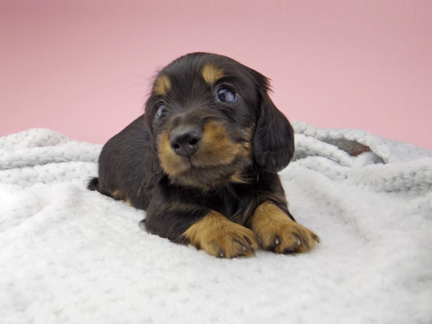 カニンヘン ダックスフンド ナンシーcs & ナイトの子犬 ブラックタン 男の子_IGP8377 カニンヘン ダックスフンド ナンシーcs & ナイトの子犬 ブラックタン 男の子