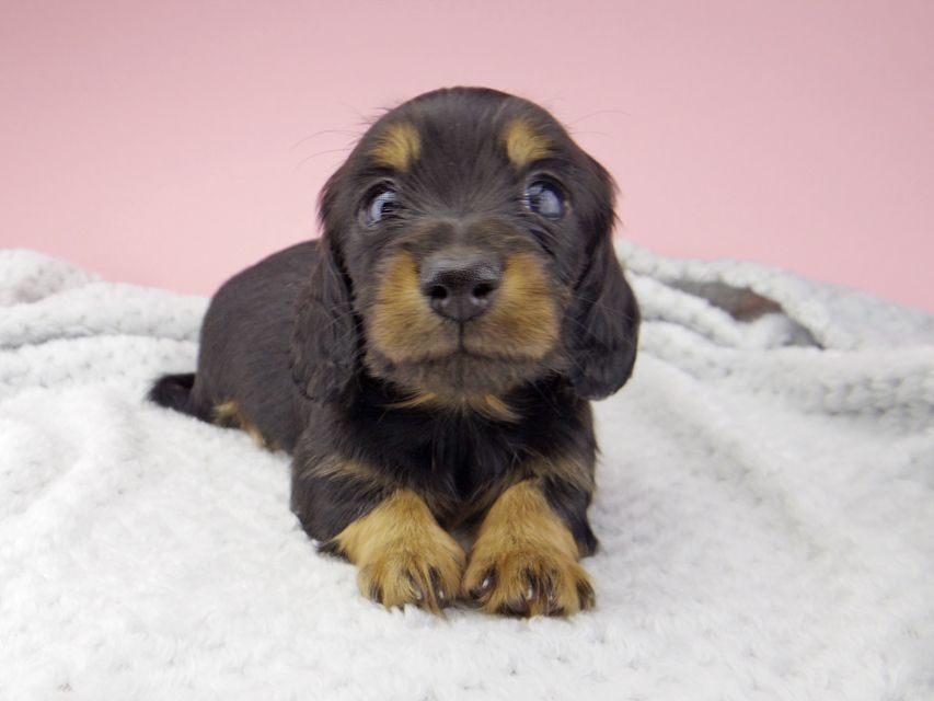 カニンヘン ダックスフンド ナンシーcs & ナイトの子犬 ブラックタン 男の子_IGP8379 カニンヘン ダックスフンド ナンシーcs & ナイトの子犬 ブラックタン 男の子