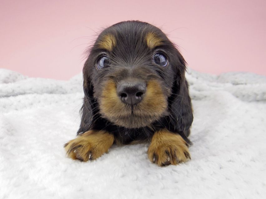 カニンヘン ダックスフンド ナンシーcs & ナイトの子犬 ブラックタン 男の子_IGP8390 カニンヘン ダックスフンド ナンシーcs & ナイトの子犬 ブラックタン 男の子