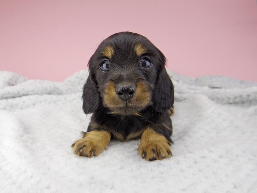 カニンヘン ダックスフンド ナンシーcs & ナイトの子犬 ブラックタン 男の子_IGP8392 カニンヘン ダックスフンド ナンシーcs & ナイトの子犬 ブラックタン 男の子