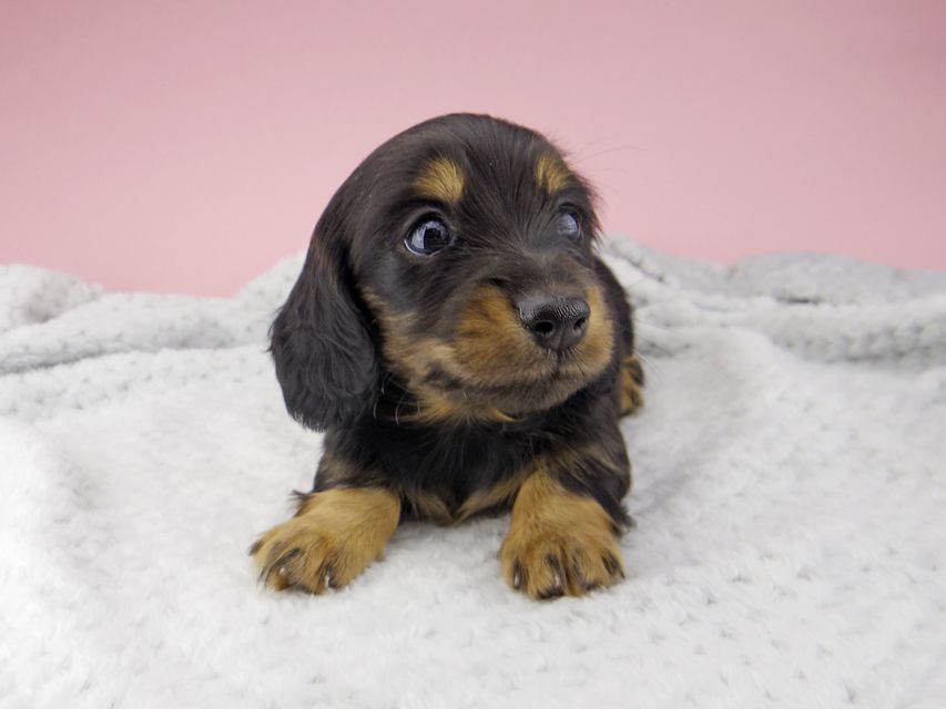 カニンヘン ダックスフンド ナンシーcs & ナイトの子犬 ブラックタン 男の子_IGP8393 カニンヘン ダックスフンド ナンシーcs & ナイトの子犬 ブラックタン 男の子