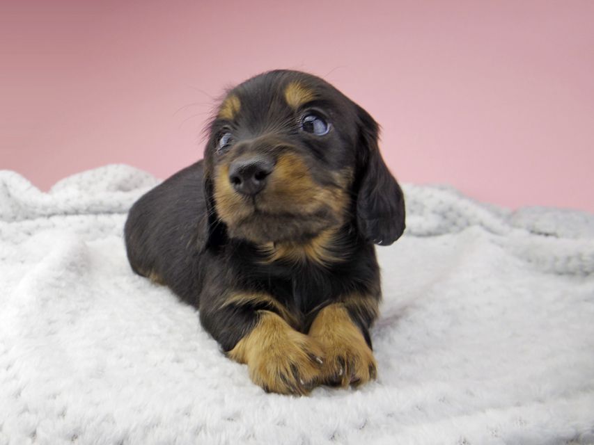 カニンヘン ダックスフンド ナンシーcs & ナイトの子犬 ブラックタン 男の子_IGP8400 カニンヘン ダックスフンド ナンシーcs & ナイトの子犬 ブラックタン 男の子